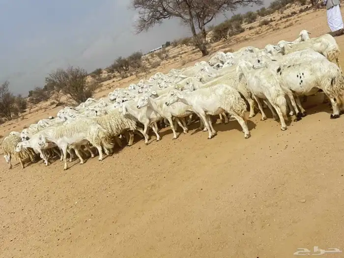 غنم حريه حرش مراح وحد قطعه وحده الغنم منوت القاني 2