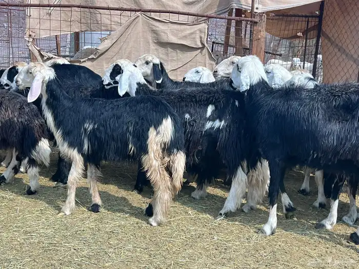 رخال نجد مراح فاخره 4