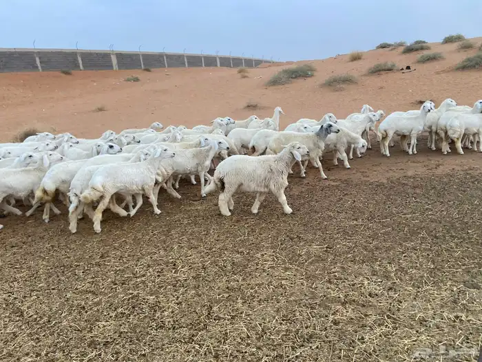 للبيع حريات 6