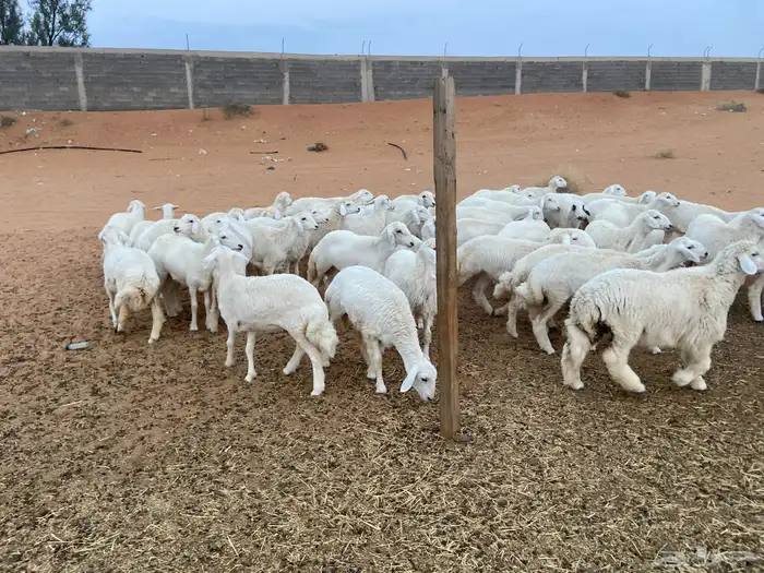 للبيع حريات 7