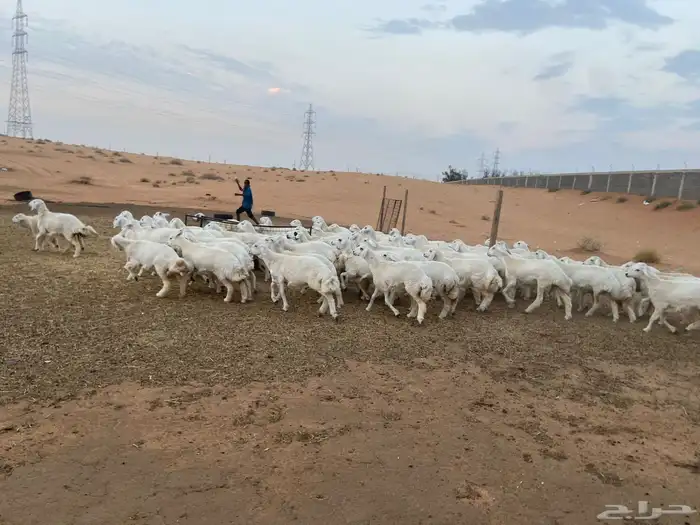 للبيع حريات 9