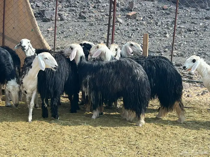 رخال نجد مراح فاخره 6