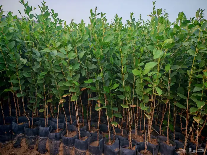 زرع وشتلات وانواع الشجر 18