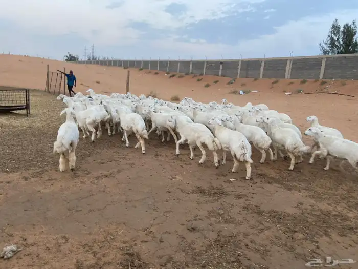 للبيع حريات 11