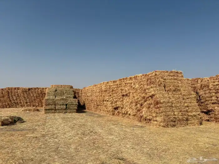 ذرة جيزانيه 2