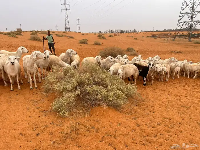 للبيع حريات 3