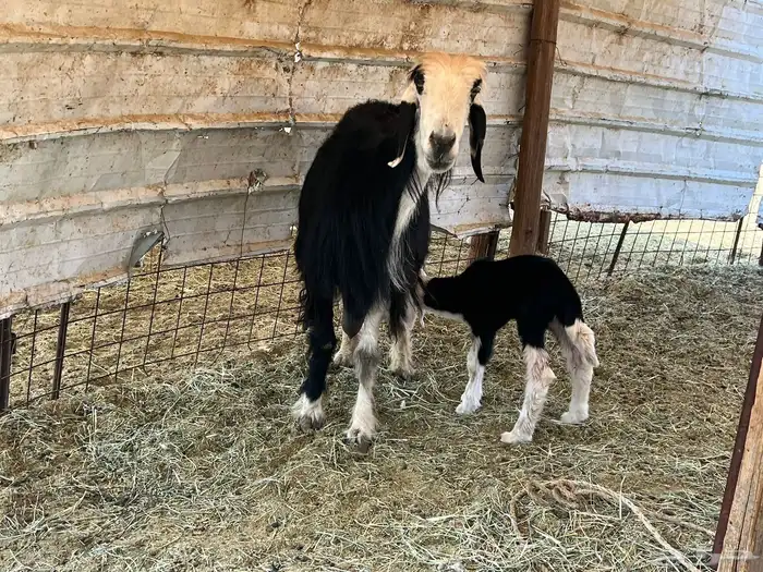 رخال نجد مراح فاخره 5