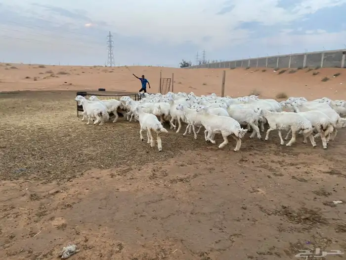 للبيع حريات 10