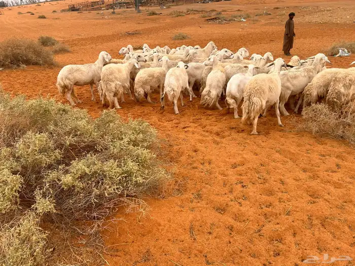 للبيع حريات 1