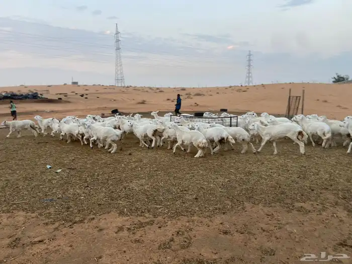 للبيع حريات 8