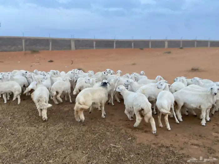 للبيع حريات 5