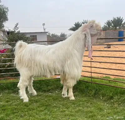 تيس ابيض فاخر 0