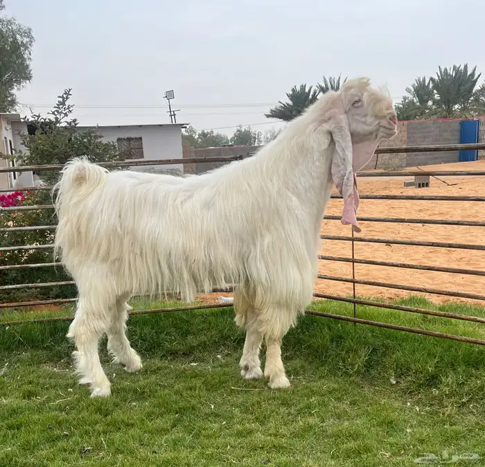 تيس ابيض فاخر 0