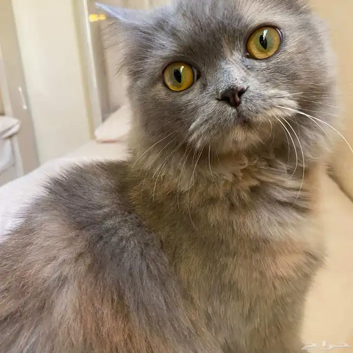 قطه أنثى شيرازي عمر 8 أشهر لو ن رمادي للتبني مع كامل مستلزما 0