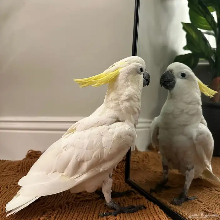 كوكاتو سيلفر كرستد سوبر جامبو بيع مستعجل 1