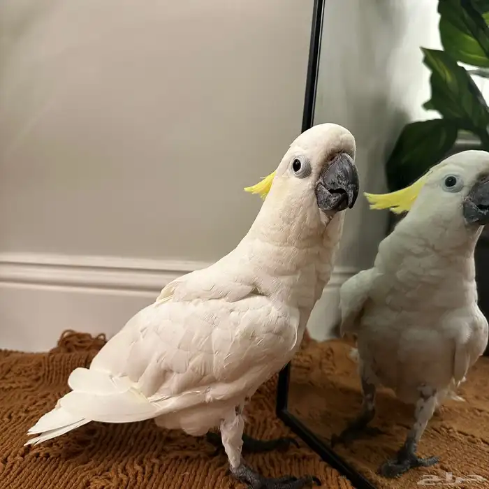 كوكاتو سيلفر كرستد سوبر جامبو بيع مستعجل 2