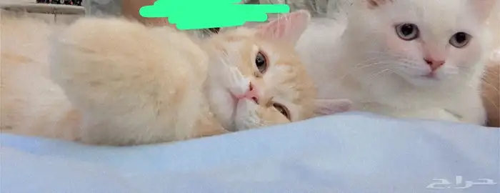 قطط للبيع 2