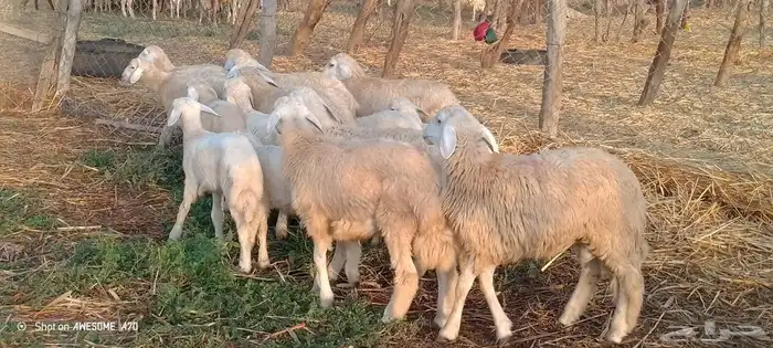 رخال وخرفان حري من 900 ريال 1