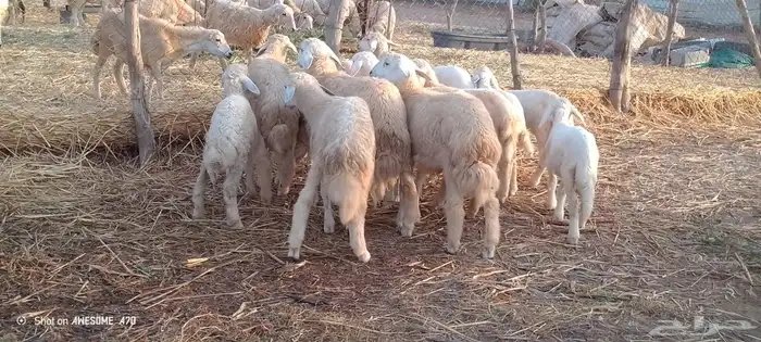 رخال وخرفان حري من 900 ريال 3