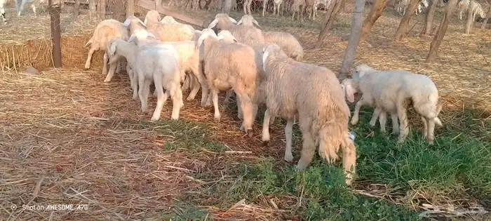 رخال وخرفان حري من 900 ريال 2