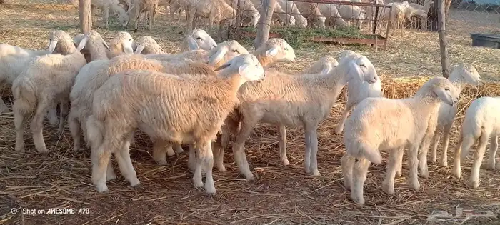 رخال وخرفان حري من 900 ريال 0