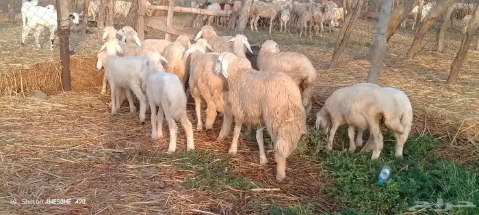 رخال وخرفان حري من 900 ريال 4