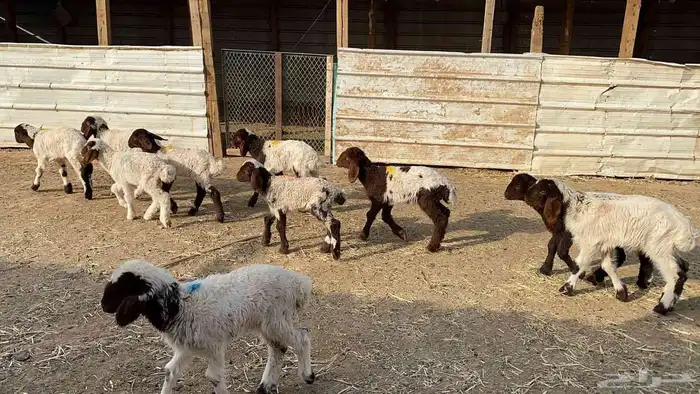 دواغير نعيم العدد 10 0