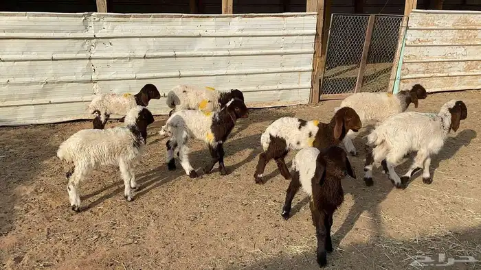 دواغير نعيم العدد 10 6