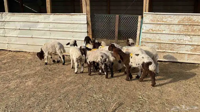 دواغير نعيم العدد 10 2