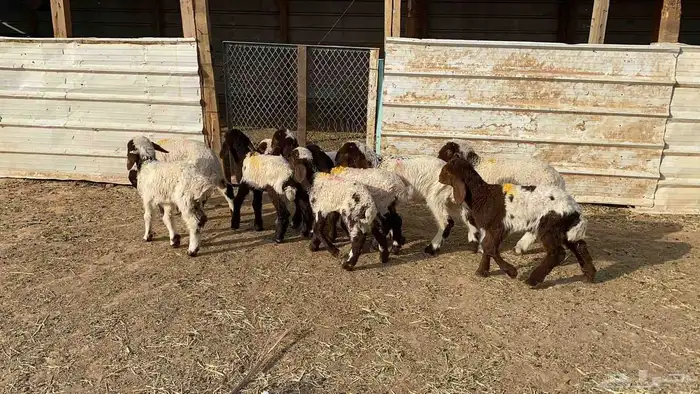 دواغير نعيم العدد 10 5