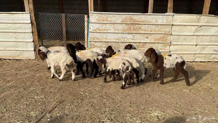 دواغير نعيم العدد 10 4