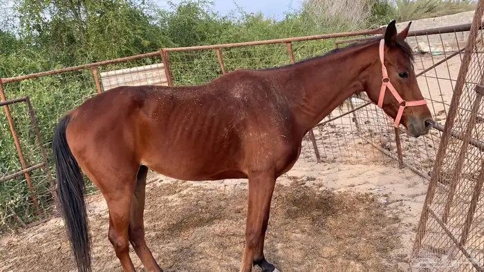 فرس للبيع نقبل عروض غنم 0