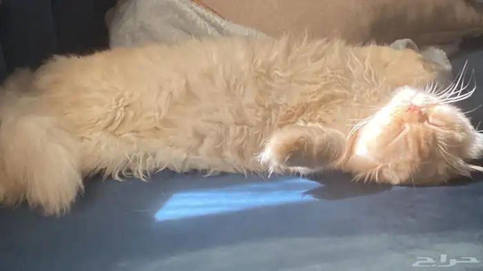 قط سكوتش للتبني 3