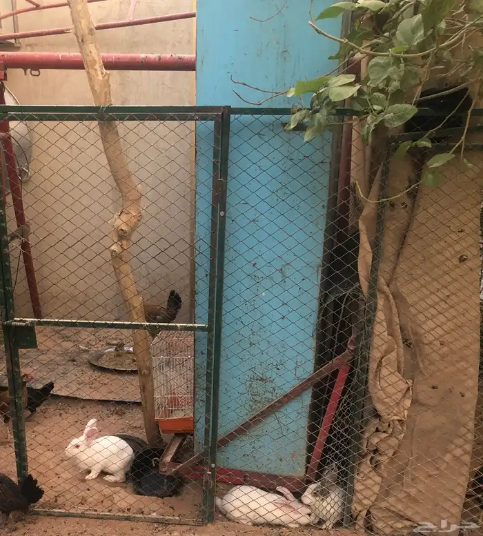 أرانب للبيع 0