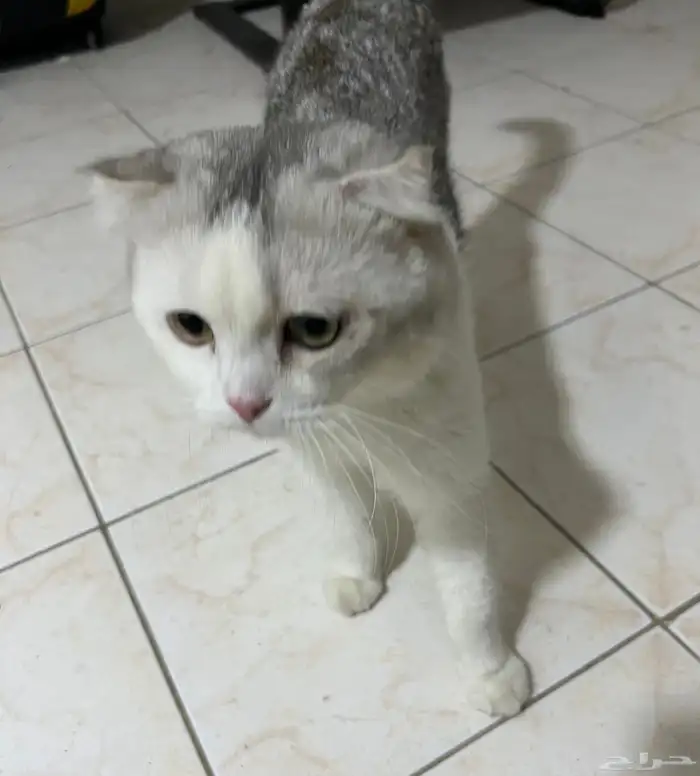 قط سكوتش فولد للتبني 0