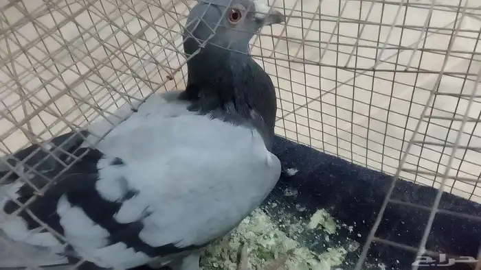 حمام للبيع ذكر زاجل 0