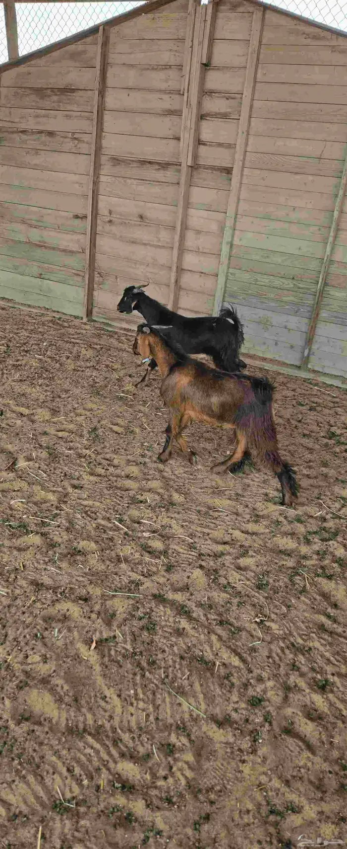 تيس مندي فل الفل 0