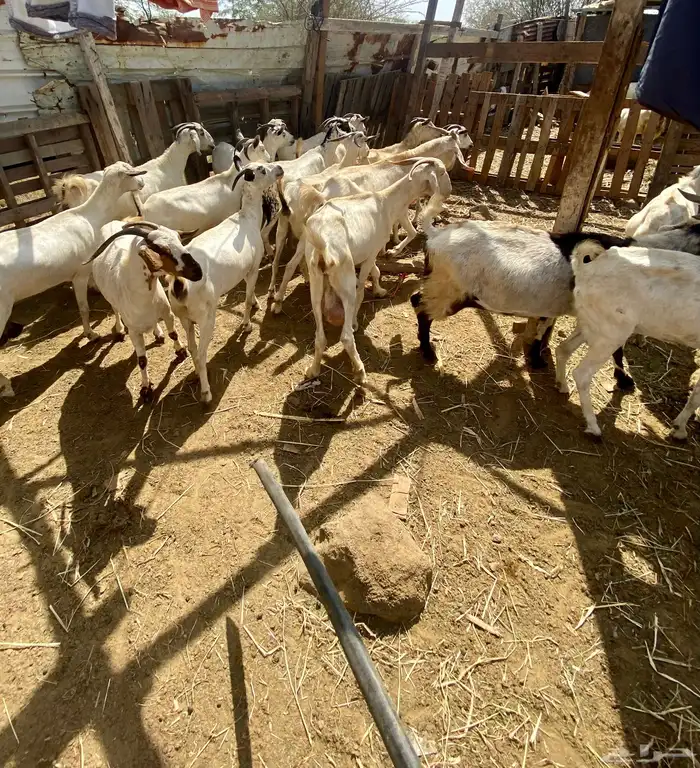 غنم للبيع 5