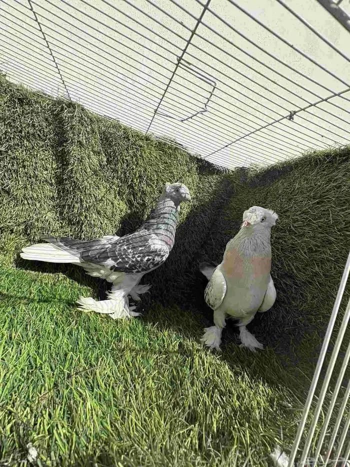 تفريد تركي ثلجي ومنقئ دبل كرست (تم البيع) 2