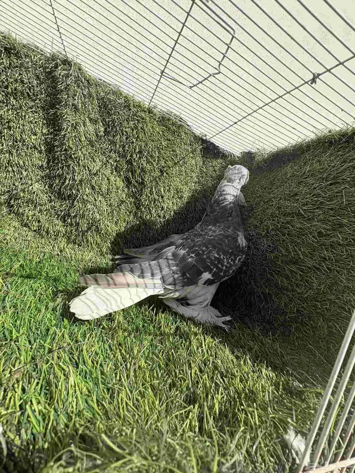 تفريد تركي ثلجي ومنقئ دبل كرست (تم البيع) 0