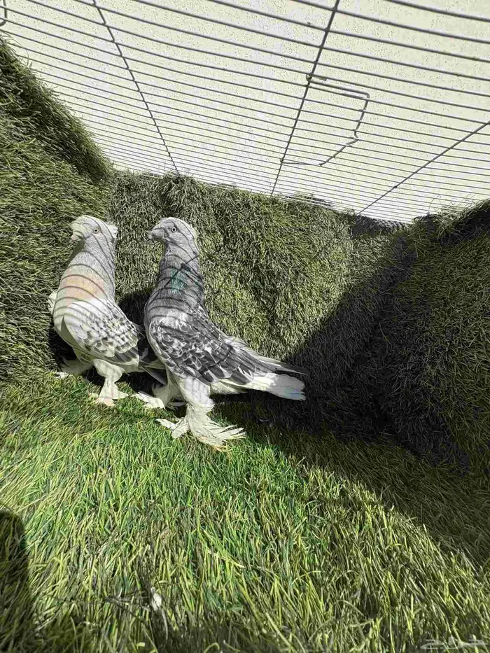 تفريد تركي ثلجي ومنقئ دبل كرست (تم البيع) 3