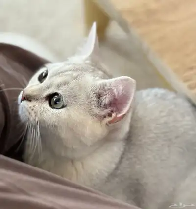 سكوتش ستريت ذكر index