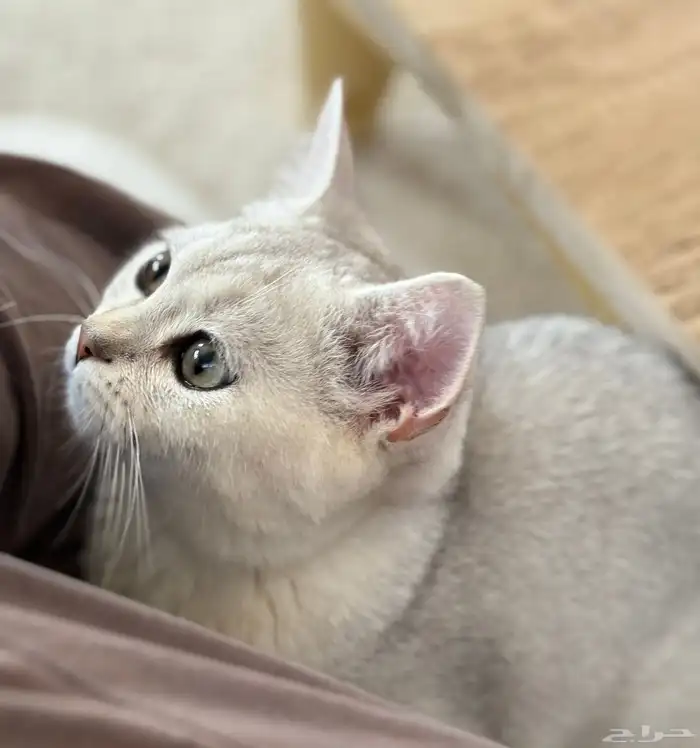 سكوتش ستريت ذكر 1