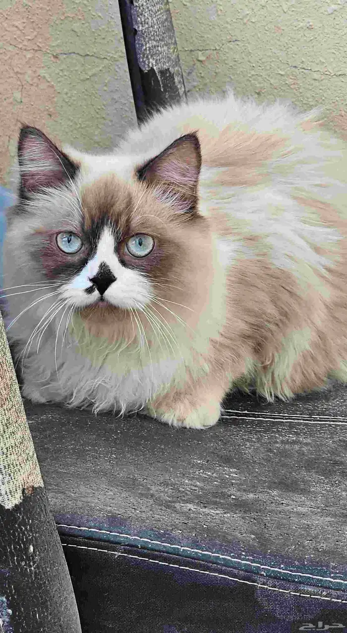 قط هملايا بيور 1