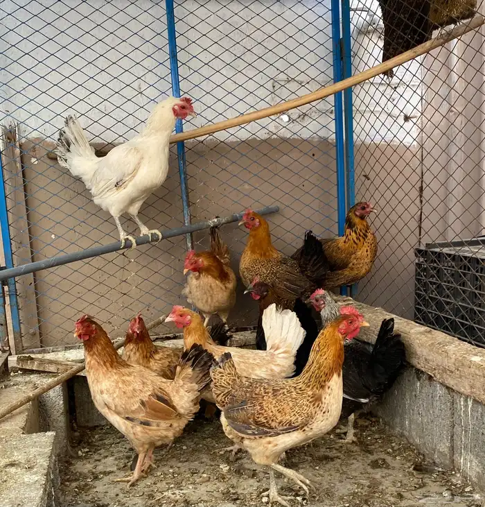 دجاج بلدي بياض 2