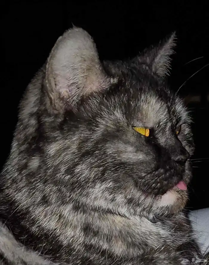 قط يحتاج فاعل خير 0