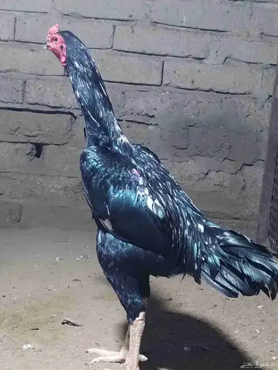 نعرض لكم شامو ألماني index