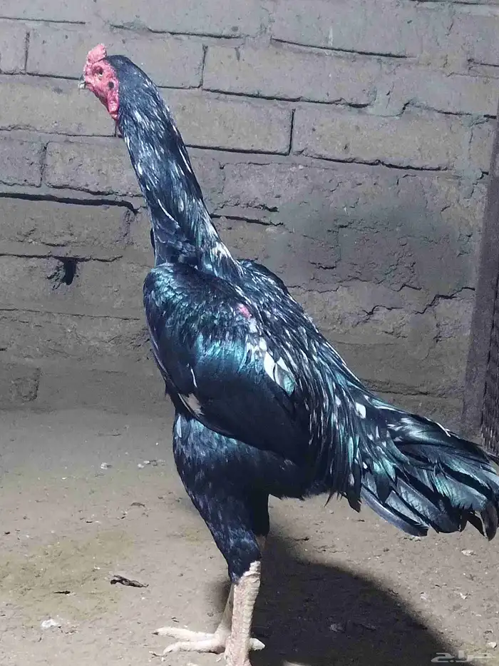 نعرض لكم شامو ألماني 3