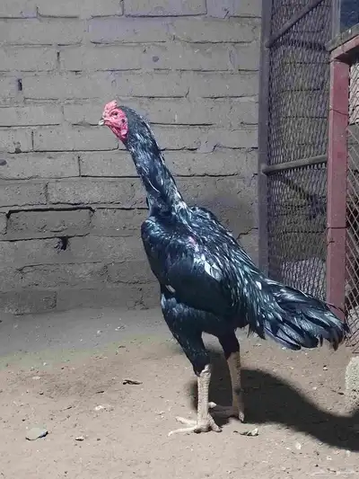 نعرض لكم شامو ألماني index