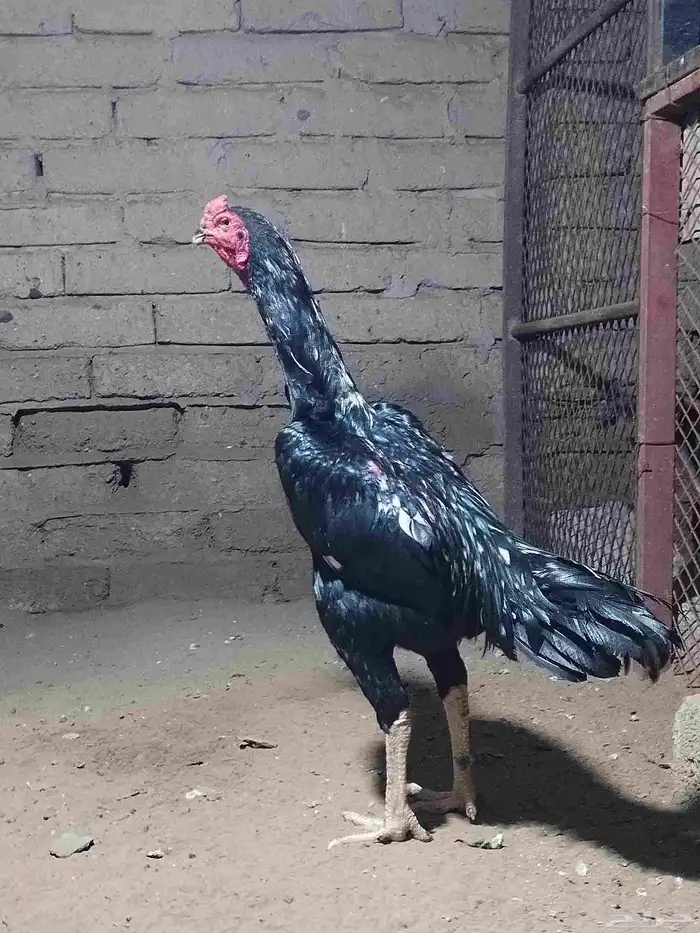 نعرض لكم شامو ألماني 1